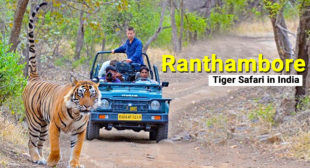 GETTING THE BEST OUT OF RANTHAMBORE TIGER SAFARI