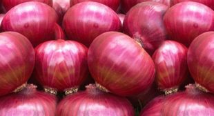 Fresh Onion distributors at cost-effective rates