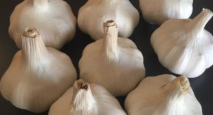 Organic garlic distributor in Mexico based reputed shop