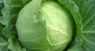 Purchase Fresh Cabbage from Professional Suppliers