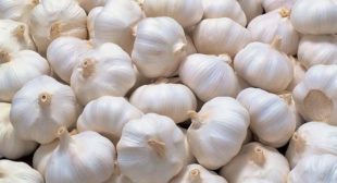 Garlic Suppliers Deal with Premium Quality of Hardneck and Softneck Garlic