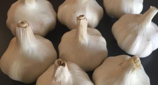 Wholesale Garlic suppliers in Mexico location