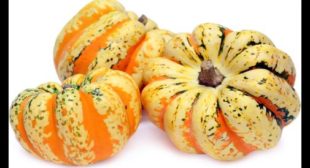 Place order online variety of squash suppliers in Mexico