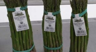 Place order for fresh asparagus suppliers at wholesale prices