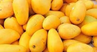 Mangoes: Your Healthy Friend Straight From Mango Suppliers